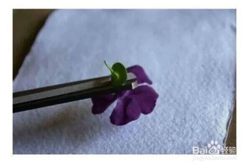 漂亮的植物拓印手工制作方法