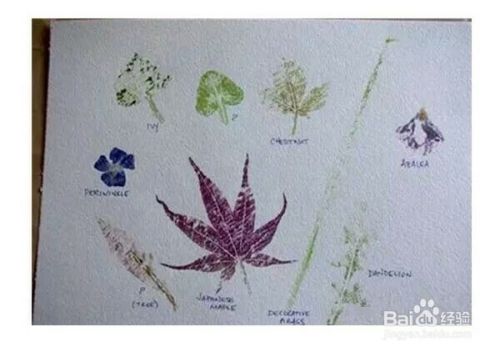 漂亮的植物拓印手工制作方法